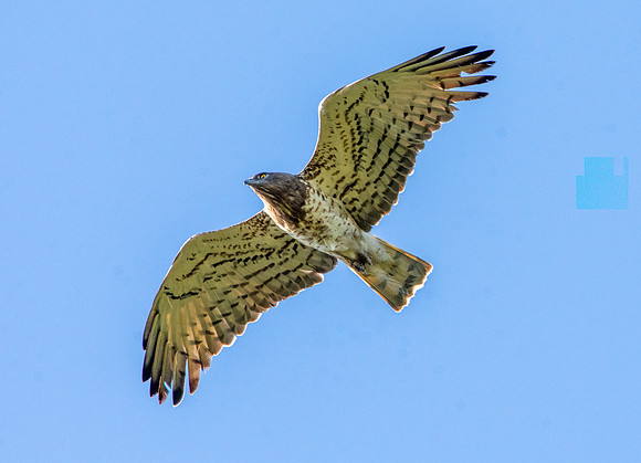 Short toed snake eagle