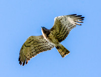 Short toed snake eagle