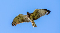 Short toed snake eagle