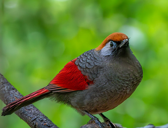 Red tailed laughing thrush