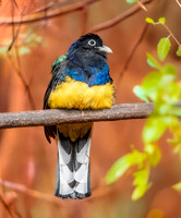 Green backed trogon, male
