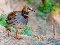 White necklaced partridge