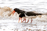 Eurasian / Common Oystercatcher