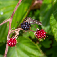 Kite tailed robber fly