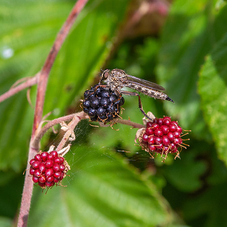 Kite tailed robber fly
