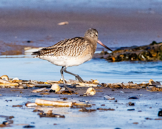 Bar tailed godwit