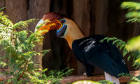 Knobbed hornbill