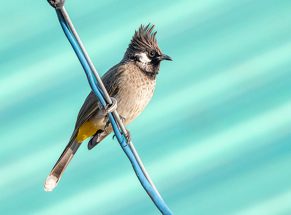 Himalayan bulbul
