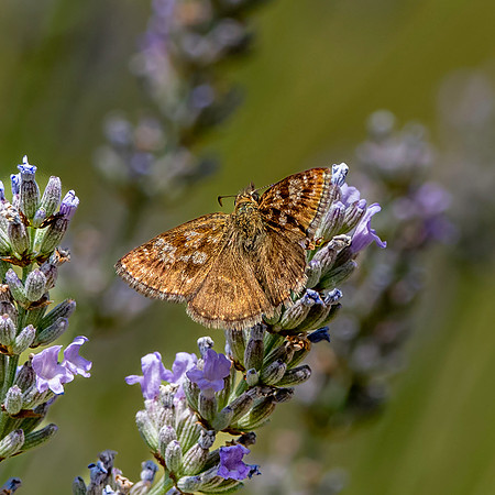 Dingy skipper