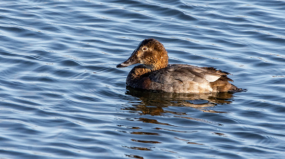 Common pochard, female