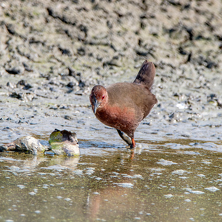 Ruddy breasted crake