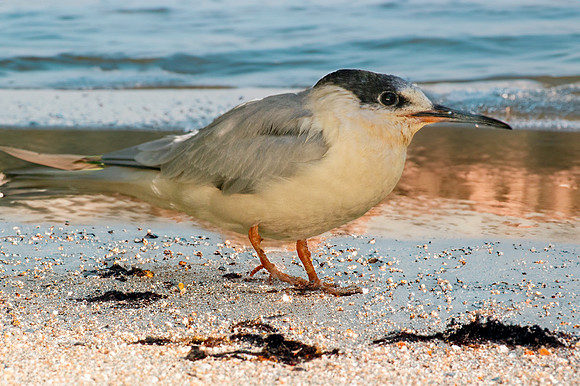 Roseate tern