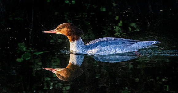 Goosander, female