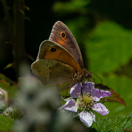 Meadow brown