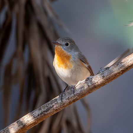 Red breasted flycatcher