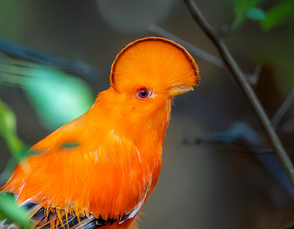 Guianan cock-of-the-rock, male