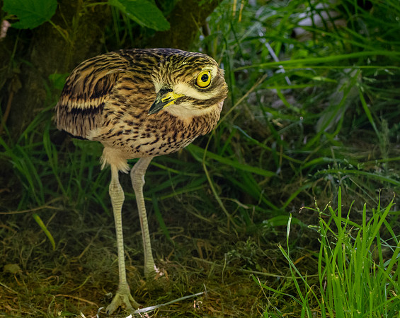 Stone curlew