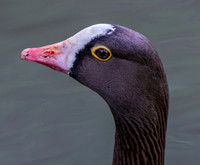 Lesser white fronted goose