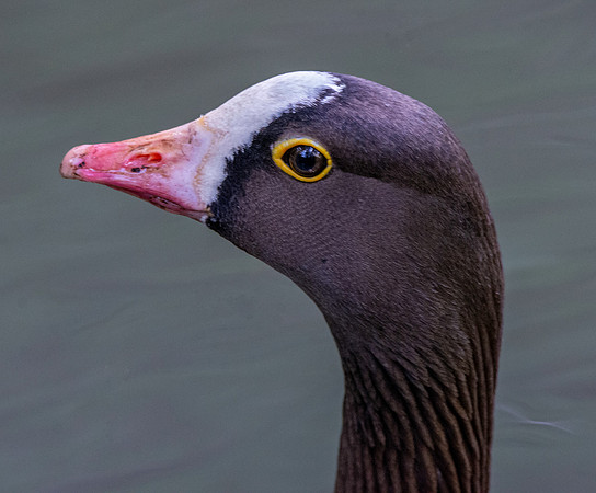 Lesser white fronted goose