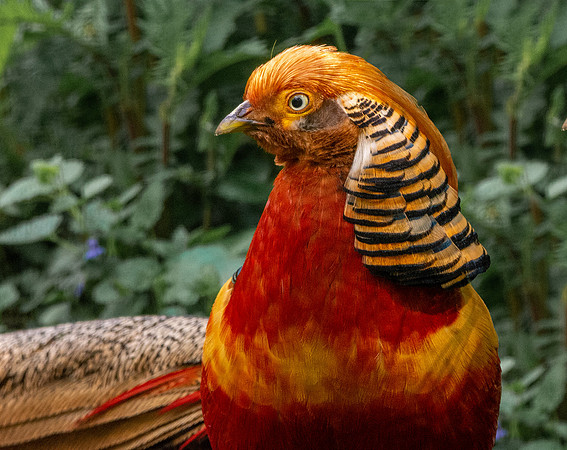 Golden pheasant