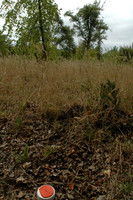 2005