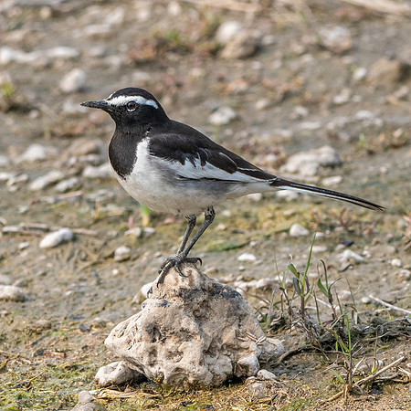 White browed wagtail