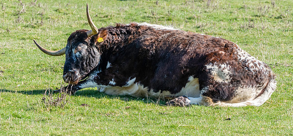 English longhorn cattle