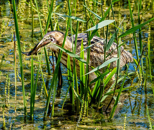 Great bittern
