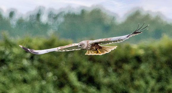 Marsh harrier