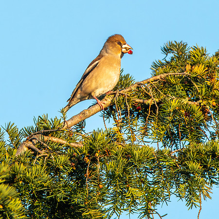 Hawfinch, female