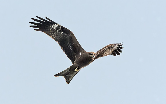 Black kite (Eastern – black eared)