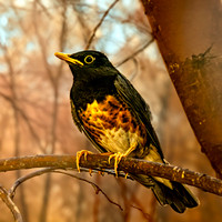 Black breasted thrush male