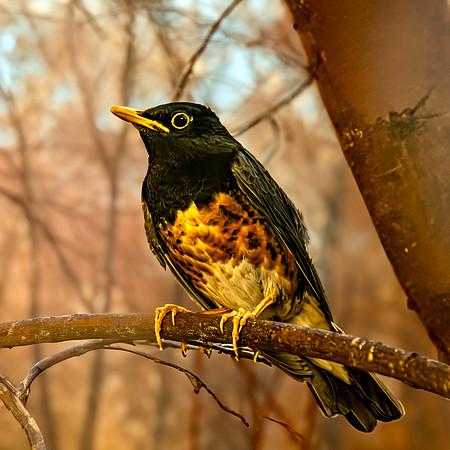 Black breasted thrush male