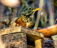 Black breasted thrush female