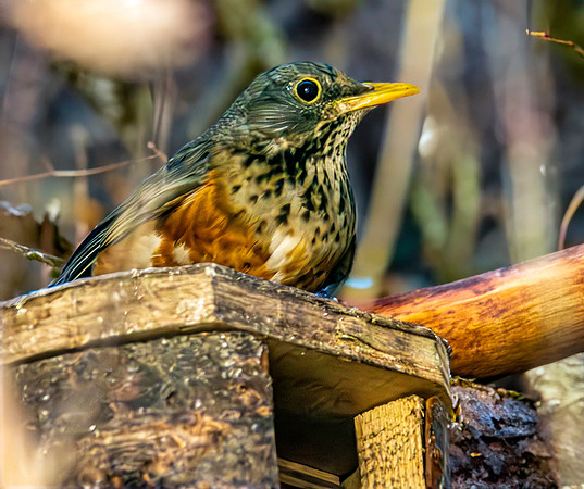 Black breasted thrush female