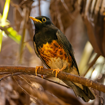 Black breasted thrush male