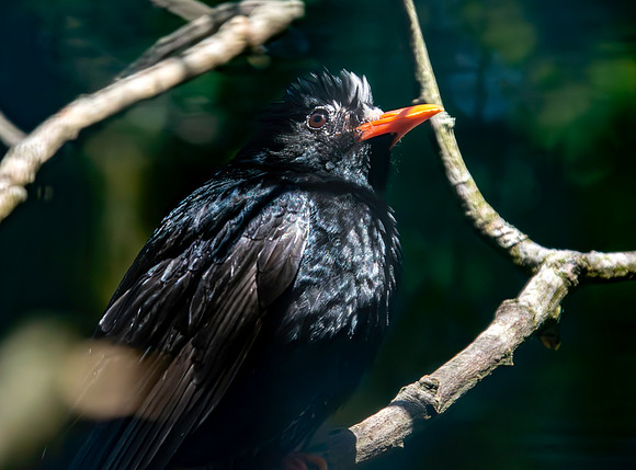 Black bulbul