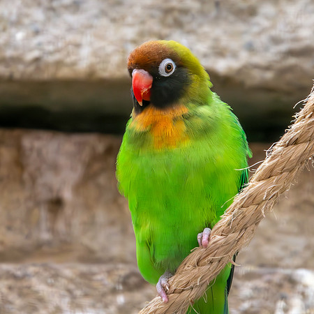 Black cheeked lovebird