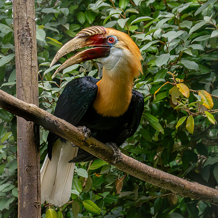 Blyth's hornbill