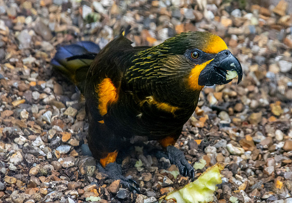 Brown / Duyvenbode's lory