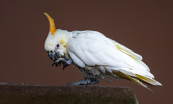 Citron crested cockatoo