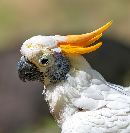 Citron crested cockatoo