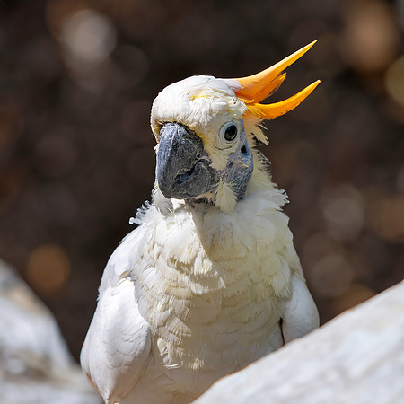 Citron crested cockatoo