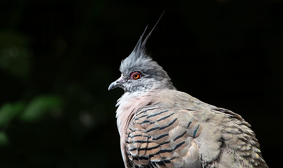 Crested pigeon