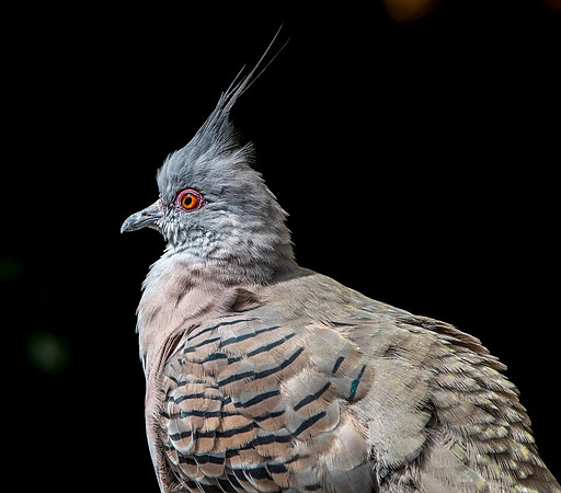 Crested pigeon