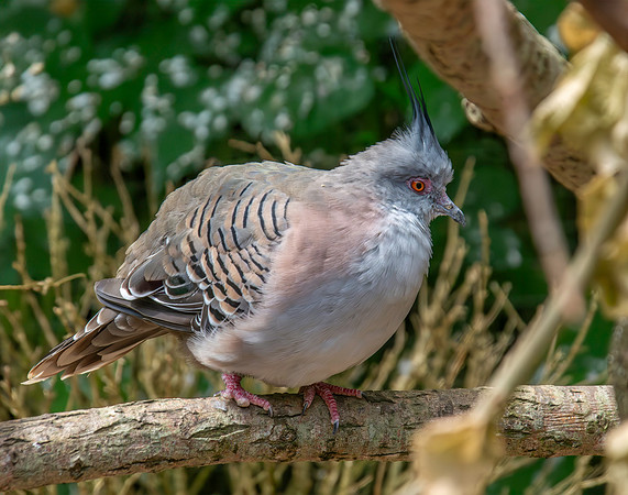 Crested pigeon
