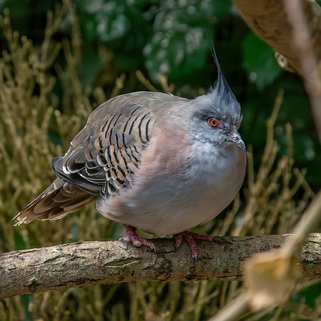 Crested pigeon