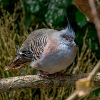 Crested pigeon