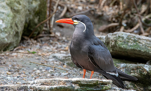 Inca Tern