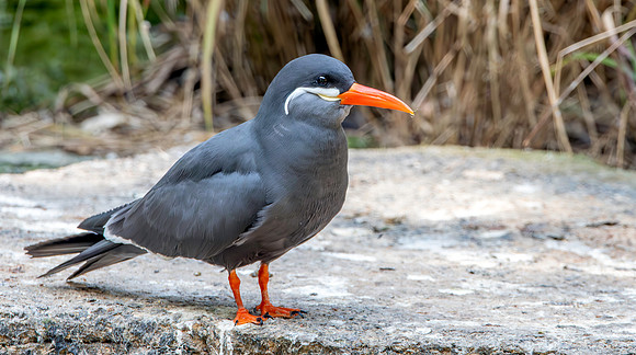 Inca Tern